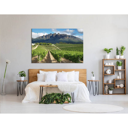 Vineyards Landscape Near Wellington, South Africa №04212 Ready to Hang Canvas Print - Zellart Canvas Prints ALL_Products